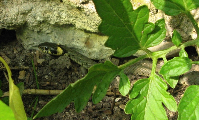 13. Užovka obojková na naší zahrádce