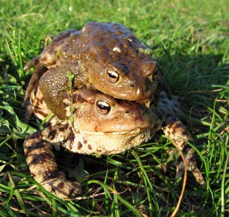 1. Ropucha obecná při páření