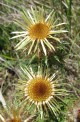 pupava-obecna-kvet.jpg